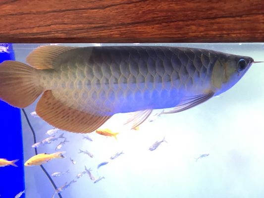 紅龍魚顏色變淡怎么回事：紅龍魚顏色變淡可能由多種因素引起紅龍魚顏色變淡可能由多種因素引起