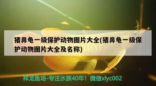 豬鼻龜一級保護動物圖片大全(豬鼻龜一級保護動物圖片大全及名稱)