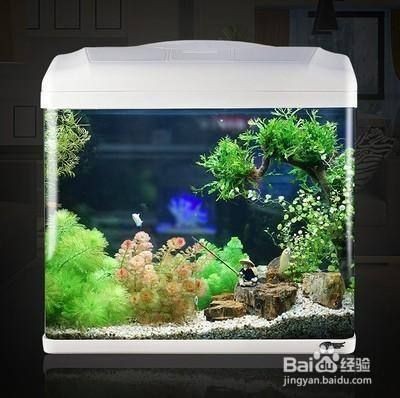 大魚缸怎么樣增氧:大魚缸增氧方法從以下幾個方面考慮大魚缸增氧方法 魚缸百科 第3張 大魚缸怎么樣增氧:大魚缸增氧方法從以下幾個方面考慮大魚缸增氧方法 大魚缸怎么樣增氧:大魚缸增氧方法從以下幾個方面考慮大魚缸增氧方法 魚缸百科 第3張