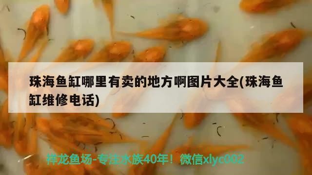 珠海魚(yú)缸哪里有賣的地方啊圖片大全(珠海魚(yú)缸維修電話) 珠海魚(yú)缸哪里有賣的地方啊圖片大全(珠海魚(yú)缸維修電話) 魟魚(yú)百科