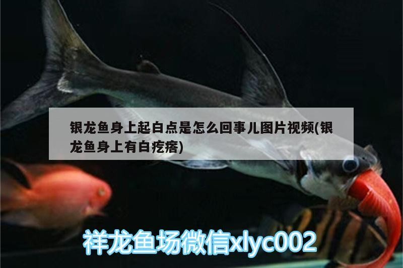 銀龍魚身上起白點是怎么回事兒圖片視頻(銀龍魚身上有白疙瘩)