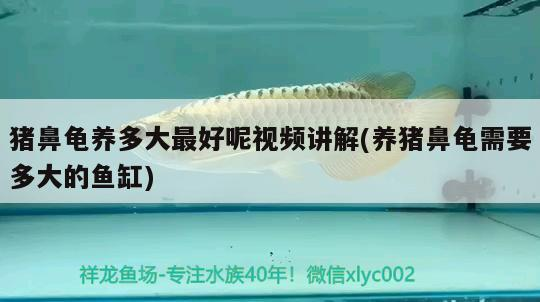 豬鼻龜養多大最好呢視頻講解(養豬鼻龜需要多大的魚缸)