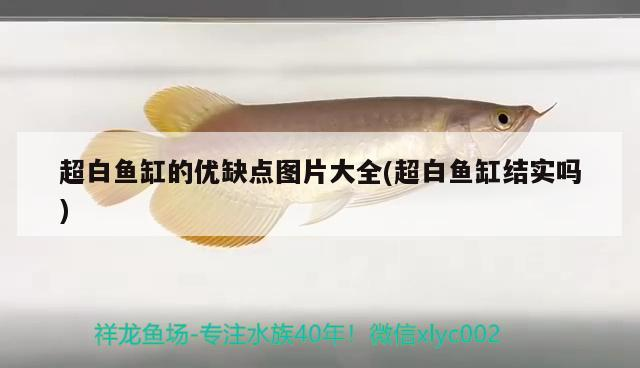 超白魚缸的優缺點圖片大全(超白魚缸結實嗎) 超白魚缸的優缺點圖片大全(超白魚缸結實嗎) 魟魚百科