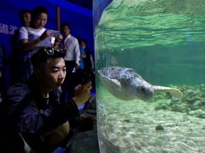 西寧水族館vs祥龍魚場（西寧水族館位于青海省西寧市主要經營觀賞魚、水族器材等產品）