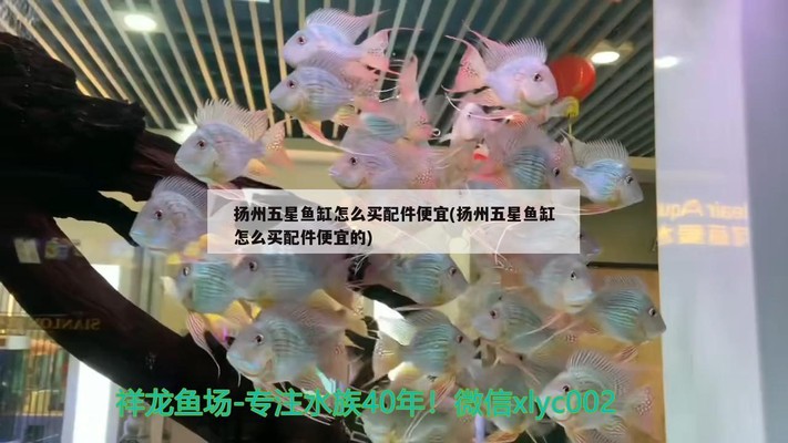 揚州紅龍魚價格2688貴嗎？ 揚州紅龍魚價格2688貴嗎？ 紅龍魚百科 第3張