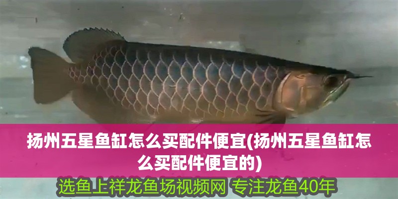揚州紅龍魚價格2688貴嗎？ 揚州紅龍魚價格2688貴嗎？ 紅龍魚百科 第2張