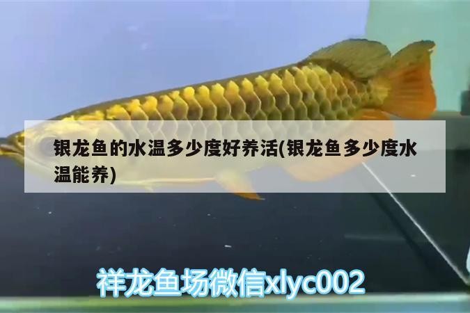 銀龍魚的水溫多少度好養活(銀龍魚多少度水溫能養)