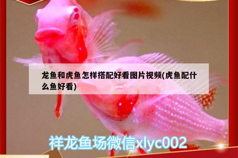 龍魚和虎魚怎樣搭配好看圖片視頻(虎魚配什么魚好看)