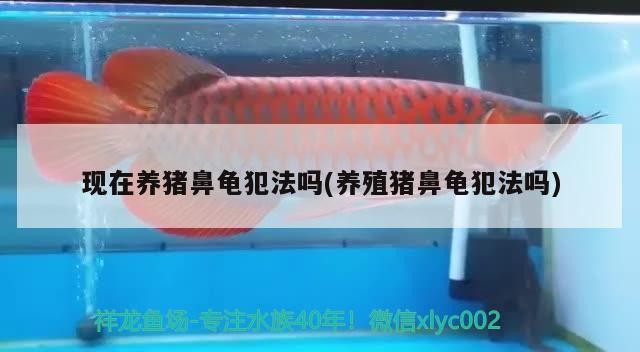 現在養豬鼻龜犯法嗎(養殖豬鼻龜犯法嗎)