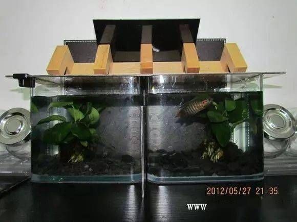 斗魚多大魚缸：斗魚的飼養技巧