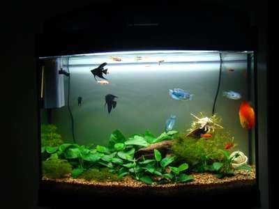 淡水魚 魚缸：新手想養淡水魚需要準備什么樣的魚缸，養淡水魚需要準備什么