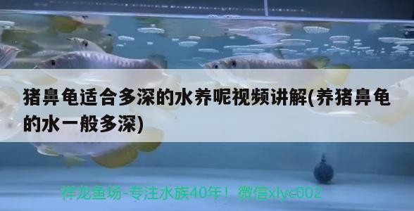 豬鼻龜適合多深的水養呢視頻講解(養豬鼻龜的水一般多深)
