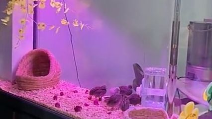 玻璃魚缸開裂如何處理視頻教學：處理玻璃魚缸開裂的基本步驟和方法和方法和方法 玻璃魚缸開裂如何處理視頻教學：處理玻璃魚缸開裂的基本步驟和方法和方法和方法 魚缸百科 第3張