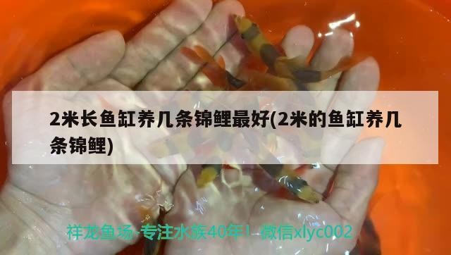 2米長魚缸養(yǎng)幾條錦鯉最好(2米的魚缸養(yǎng)幾條錦鯉)
