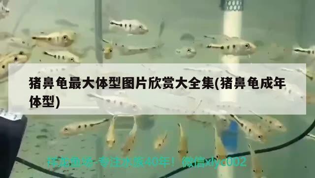 豬鼻龜最大體型圖片欣賞大全集(豬鼻龜成年體型)