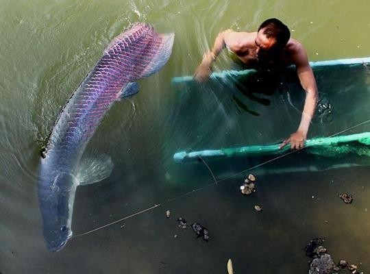 巨型金龍魚