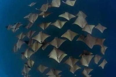 魟魚喜歡沖浪嗎：魟魚是否喜歡沖浪