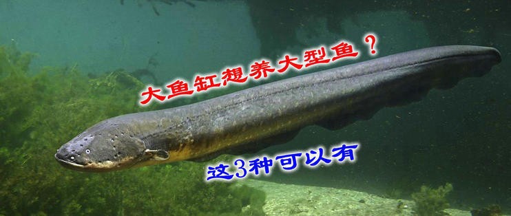 100元一套的魚缸