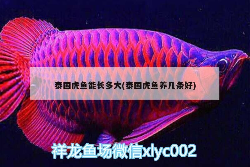 泰國虎魚能長多大(泰國虎魚養幾條好)