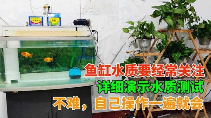 魚缸水面有白泡泡（魚缸水面有白泡泡是怎么回事）