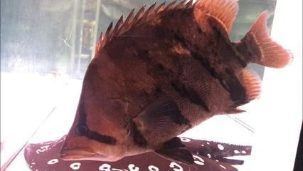 虎魚眼睛白色的眼珠發紅是什么病：虎魚眼睛出現白色的眼珠發紅是什么病