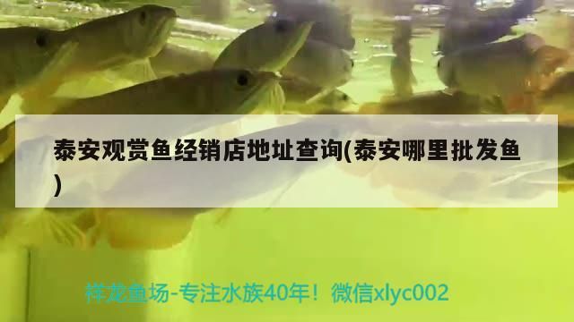 泰安觀賞魚經銷店地址查詢(泰安哪里批發魚)