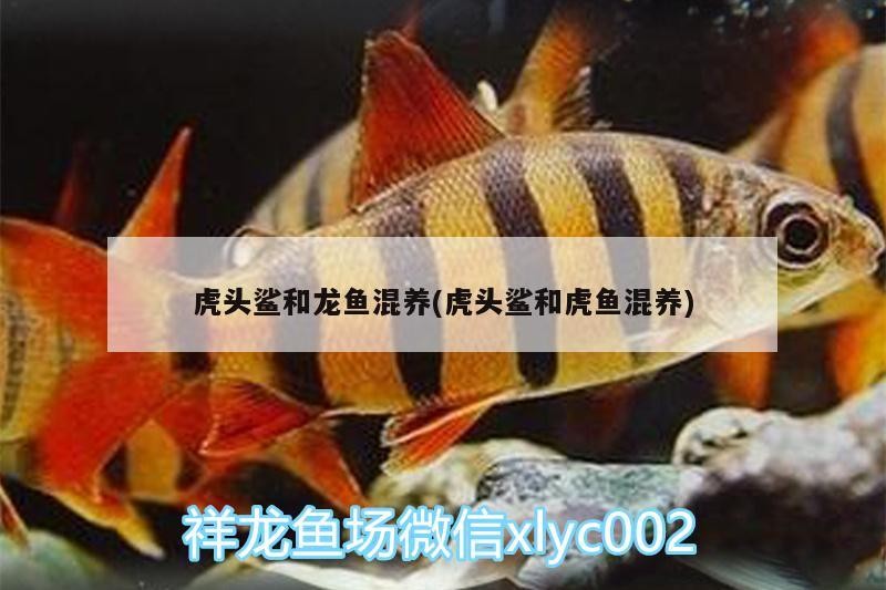 虎頭鯊和龍魚混養(虎頭鯊和虎魚混養)