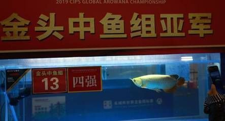 紅龍魚比賽大魚組 要多大：“紅龍魚比賽大魚組要多大”關(guān)于“紅龍魚比賽大魚組要多大”的答案