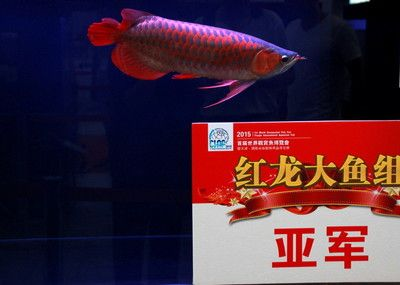 紅龍魚比賽大魚組 要多大：“紅龍魚比賽大魚組要多大”關(guān)于“紅龍魚比賽大魚組要多大”的答案