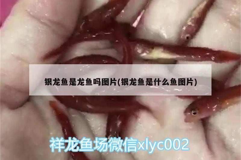 銀龍魚是龍魚嗎圖片(銀龍魚是什么魚圖片)