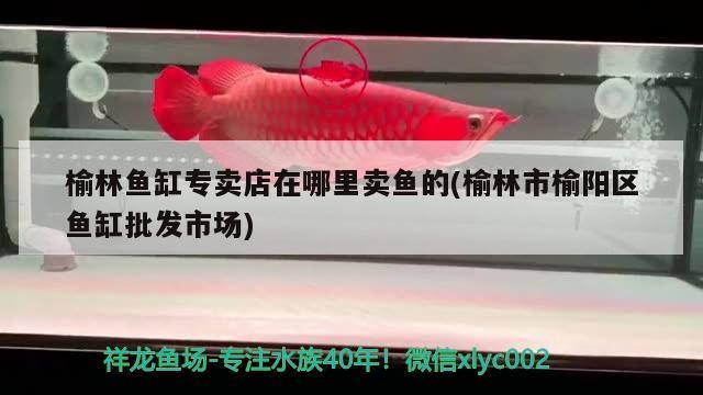 榆林魚缸專賣店在哪里賣魚的(榆林市榆陽區魚缸批發市場)
