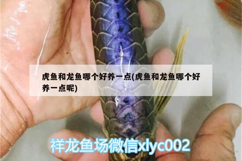 虎魚和龍魚哪個好養一點(虎魚和龍魚哪個好養一點呢) 虎魚和龍魚哪個好養一點(虎魚和龍魚哪個好養一點呢) 虎魚百科