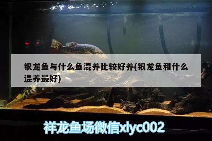 銀龍魚與什么魚混養(yǎng)比較好養(yǎng)(銀龍魚和什么混養(yǎng)最好) 銀龍魚與什么魚混養(yǎng)比較好養(yǎng)(銀龍魚和什么混養(yǎng)最好) 銀龍魚百科