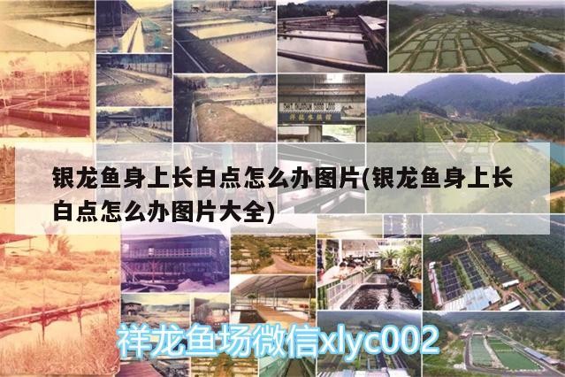 銀龍魚身上長白點怎么辦圖片(銀龍魚身上長白點怎么辦圖片大全)