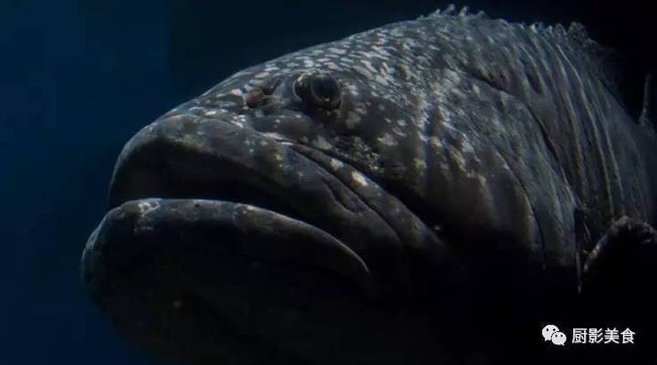 龍躉魚是什么魚