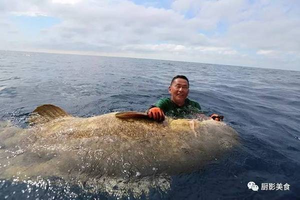 龍躉魚是什么魚
