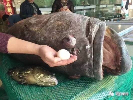 龍躉魚是什么魚