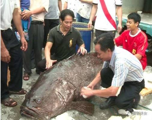 龍躉魚是什么魚
