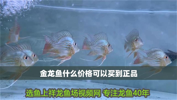 藍天紅龍魚價格2688貴嗎？
