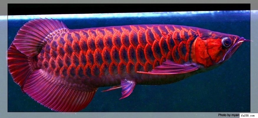 岳陽紅龍魚價格2688貴嗎？