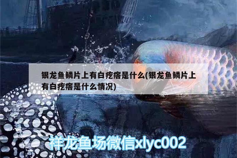 銀龍魚鱗片上有白疙瘩是什么(銀龍魚鱗片上有白疙瘩是什么情況) 銀龍魚鱗片上有白疙瘩是什么(銀龍魚鱗片上有白疙瘩是什么情況) 銀龍魚百科