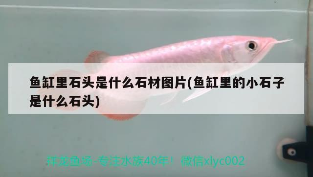 魚缸里石頭是什么石材圖片(魚缸里的小石子是什么石頭) 魚缸里石頭是什么石材圖片(魚缸里的小石子是什么石頭) 魟魚百科