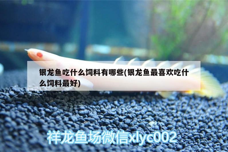 金龍魚 銀龍魚吃什么飼料有哪些(銀龍魚最喜歡吃什么飼料最好) 銀龍魚百科 銀龍魚吃什么飼料有哪些(銀龍魚最喜歡吃什么飼料最好) 銀龍魚吃什么飼料有哪些(銀龍魚最喜歡吃什么飼料最好) 銀龍魚百科