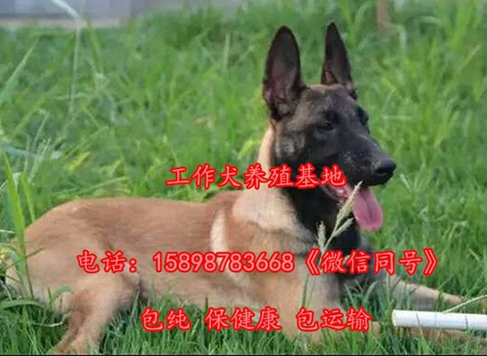 文山壯族苗族自治州紅龍魚價格2688貴嗎？
