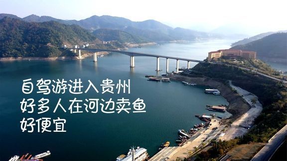 文山壯族苗族自治州紅龍魚價格2688貴嗎？