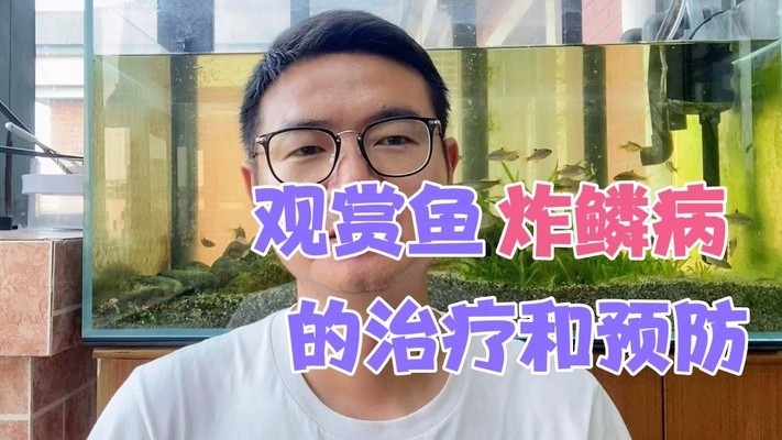 文山壯族苗族自治州紅龍魚價格2688貴嗎？