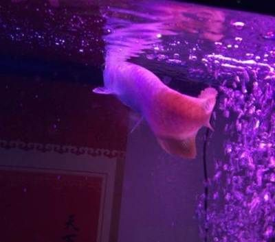 菏澤龍魚vs祥龍魚場(菏澤龍魚與祥龍魚場的區(qū)別) 全國水族館企業(yè)名錄 第2張 菏澤龍魚vs祥龍魚場(菏澤龍魚與祥龍魚場的區(qū)別) 菏澤龍魚vs祥龍魚場(菏澤龍魚與祥龍魚場的區(qū)別) 全國水族館企業(yè)名錄 第2張