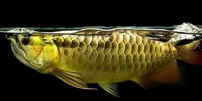 龍魚體內寄生蟲要驅幾次vs祥龍魚場：祥龍魚場驅蟲方法介紹 龍魚體內寄生蟲要驅幾次vs祥龍魚場：祥龍魚場驅蟲方法介紹 vs祥龍魚場 第4張