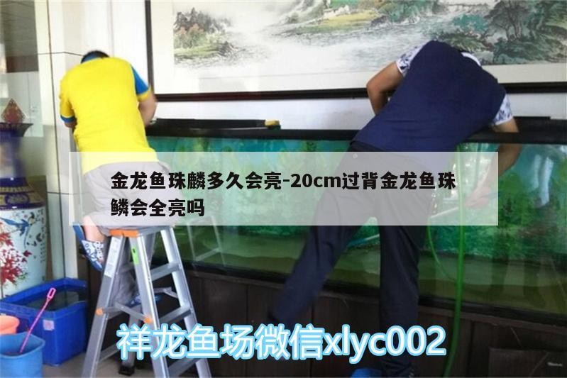 金龍魚珠麟多久會亮:20cm過背金龍魚珠鱗會全亮嗎