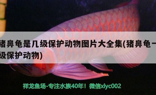 豬鼻龜是幾級保護動物圖片大全集(豬鼻龜一級保護動物)